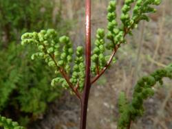Cheilanthes sieberi subsp. sieberi. Red-brown, almost glabrous rachis.
 Image: L.R. Perrie © Leon Perrie CC BY-NC 3.0 NZ